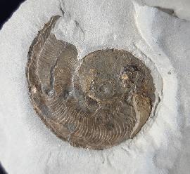 Ammoniten - Deutschland - Leioceras opalinum (REINICKE 1818)